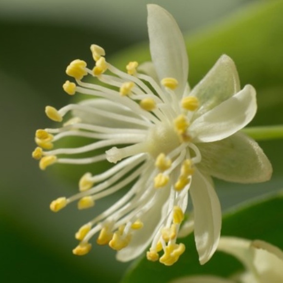 Meet your Posher, Hailie - Picture 1 of 1